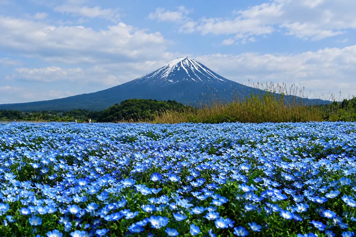 Mount Fuji from Oishi Park, Kawaguchiko