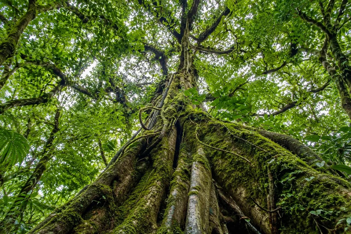 Monteverde Cloud Forest, Costa Rica