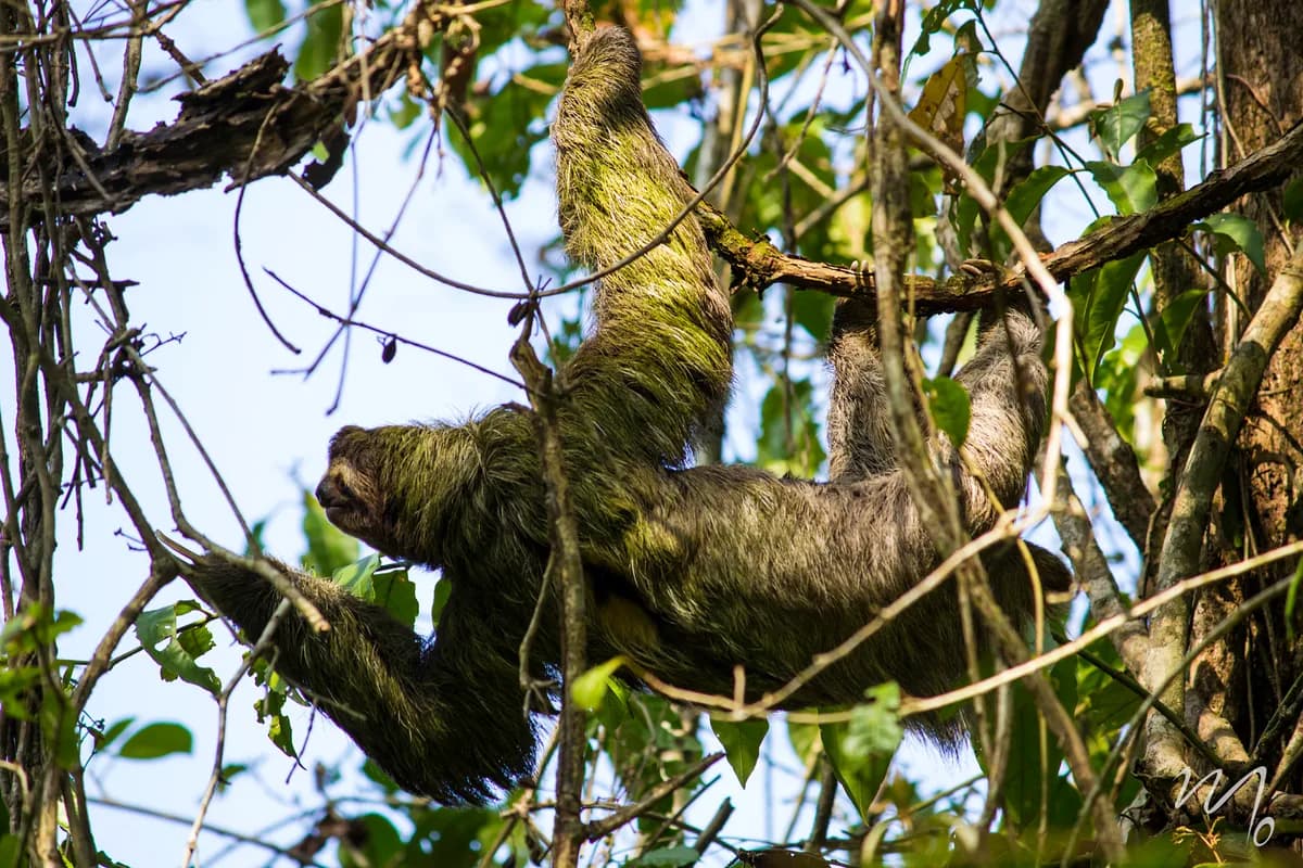 Sloth in Costa Rica. Photograph by Marimar Ortiz.