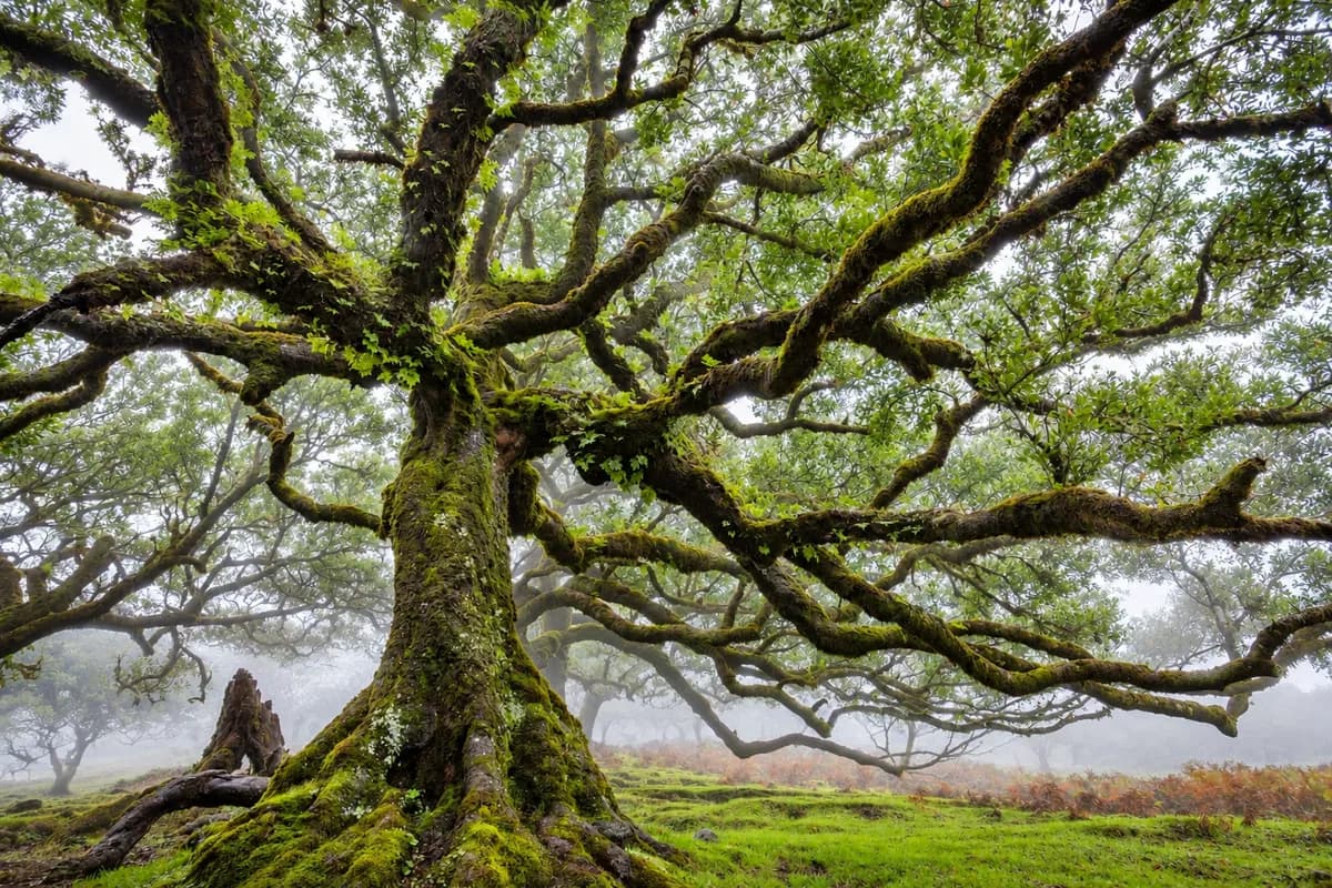 Fanal Forest, Madeira